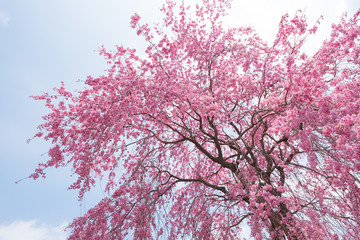 しだれ桜　春　花　高見の郷　奈良県　2019年4月