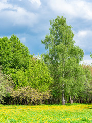 Beautiful summer and spring landscape - a field of dandelions in the foreground and trees in the background the sky with clouds