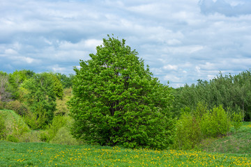 Beautiful summer and spring landscape - a field of dandelions in the foreground and trees in the background the sky with clouds