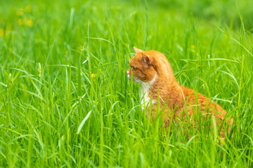 Ginger cat in green grass - typical summer scene
