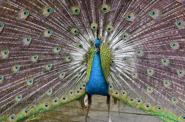 peacock with feathers out