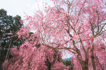 しだれ桜　春　花　高見の郷　奈良県