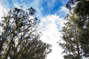 Obraz premium Photo that takes this tree on the banks of the Quequen Grande River, Necochea, Argentina