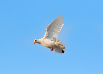 white feather pigeon brid flying against clear blue sky