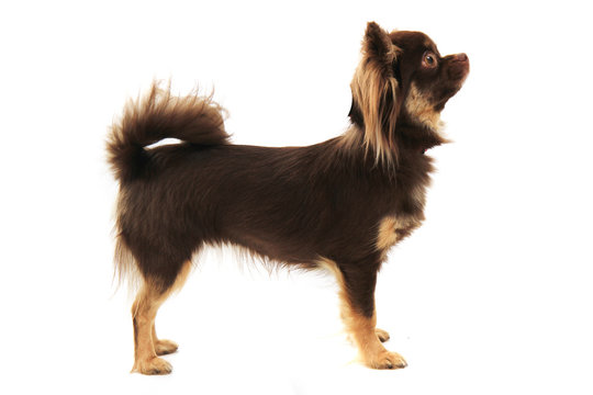 brown long hair chihuahua isolated