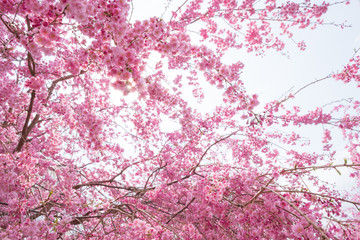 しだれ桜　春　花　高見の郷　奈良県　2019年4月