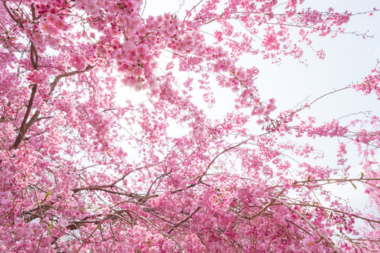 しだれ桜　春　花　高見の郷　奈良県　2019年4月