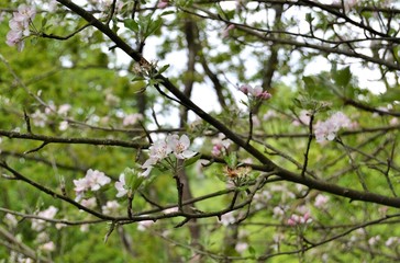 Apfelblüten