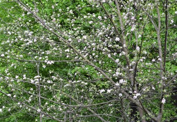 Apfelblüten