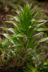 Spring Flowers