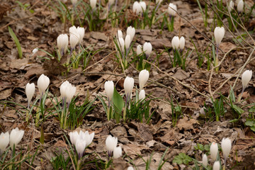 Spring Flowers