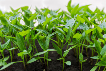 Seedlings of bell pepper close-up in selective focus