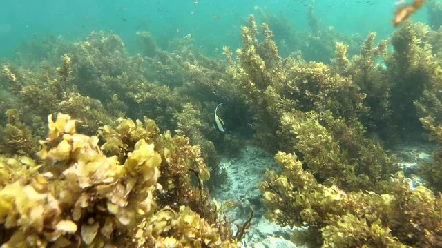A beautiful Angel Fish hides in the flowing kelp  Segment 1 of 6 in slow motion.