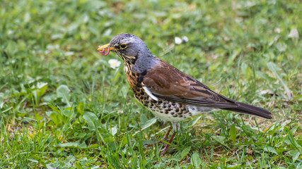 Thrush eating earthworm. Fieldfare profile. Turdus pilaris in green grass. Cute bird in detail when foraging food in spring meadow. Migratory songbird with dew worms in beak. Brown-gray-white plumage.