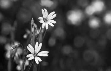 Flowering spring wildflower detail in black and white. Common starwort. Stellaria graminea....