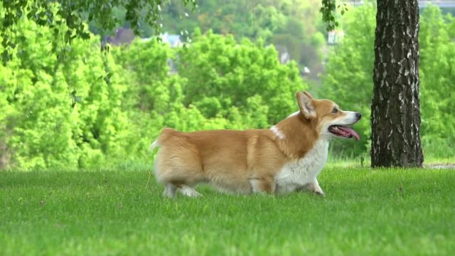 cute funny welsh corgi 