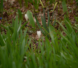 Spring Flowers
