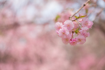 しだれ桜　春　花　高見の郷　奈良県　2019年4月