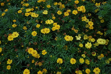 Fototapeta premium Close up of flower