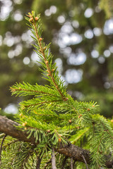 trees in the forest