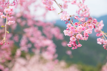 しだれ桜　春　花　高見の郷　奈良県　2019年4月