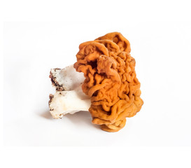 Gyromitra esculenta mushroom on white background