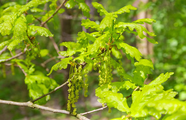 Branch of white oak with catkins and young leaves