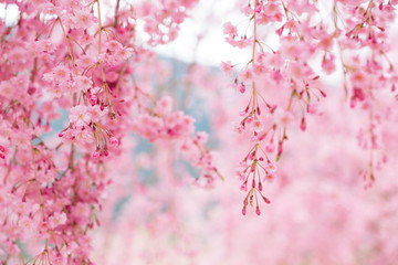 しだれ桜　春　花　高見の郷　奈良県　2019年4月