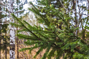 trees in the forest