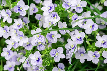 background of blue veronica flowers