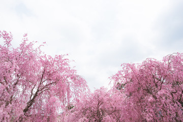 しだれ桜　春　花　高見の郷　奈良県　2019年4月