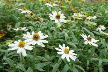 Obraz premium Close up of flower