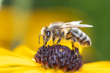 Bee pollinates coneflower - Rudbeckia subtomentosa