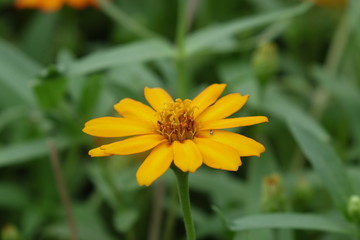 Close up of flower