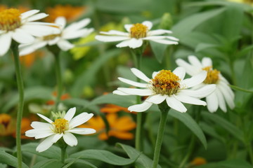 Obraz premium Close up of flower