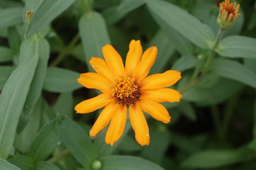 Close up of flower