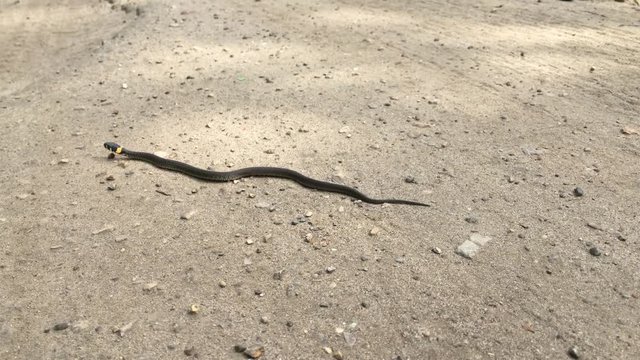 black natrix is creeping on sand road