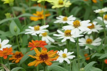 Obraz premium Close up of flower