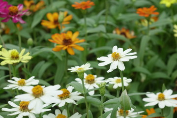 Fototapeta premium Close up of flower
