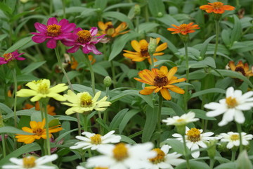 Fototapeta premium Close up of flower