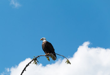 Bald eagle (Haliaeetus leucocephalus) perched on tree branch