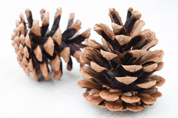 Pine cones on a white background. Open pine cones