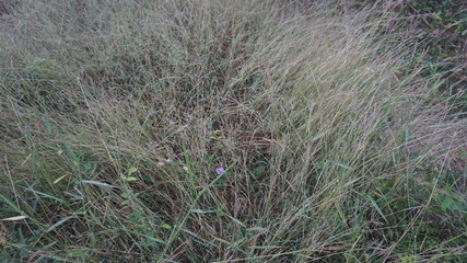 The grass in the field