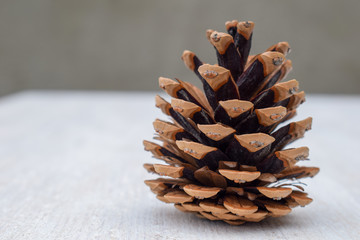 Pine cone on a light background. Open pine cone