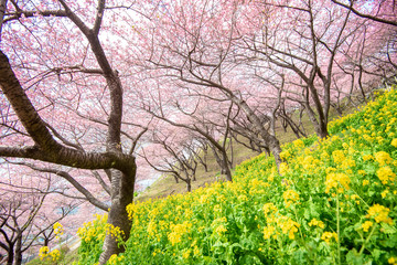 Beautiful Cherry Blossom in Matsuda , Japan