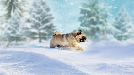 Happy dog pug is plays in the snow in winter forest landscape. Scenic image of spruces tree. Frosty day, calm wintry scene. Great picture of wild area. Explore the beauty of earth. Winter picture