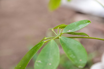 Schefflera leaves with shield. Plant parasitized close up and copy space.