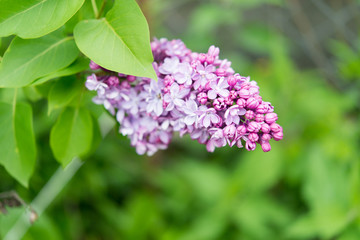 purple flowers of lilac