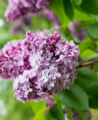Fototapeta na wymiar flowers of lilac