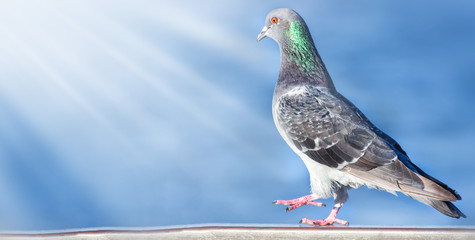 Beautiful pigeon close-up - web banner with copy space